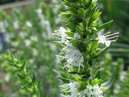 Hyssopus officinalis f. albus Hot on Sale