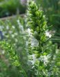 Hyssopus officinalis f. albus Hot on Sale