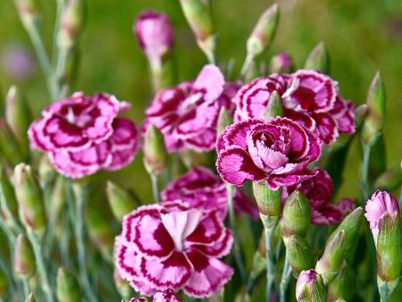 Dianthus  Spring Star  For Sale