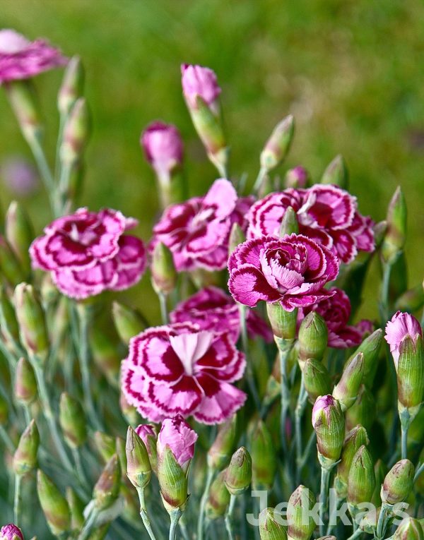 Dianthus  Spring Star  For Sale