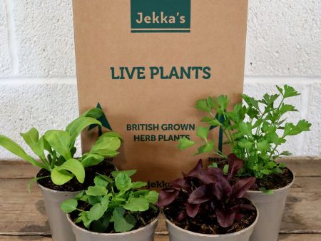 Jekka s Colourful Easter Collection - 4 * 1 Ltr Herb Plants on Sale