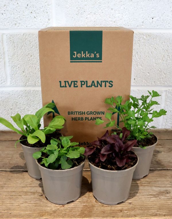 Jekka s Colourful Easter Collection - 4 * 1 Ltr Herb Plants on Sale