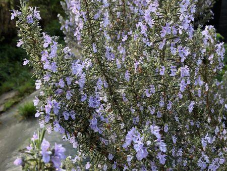 Salvia rosmarinus  Sissinghurst Blue  Online Hot Sale