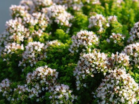 Origanum vulgare  Nanum  on Sale