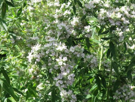 Pycnanthemum pilosum Sale