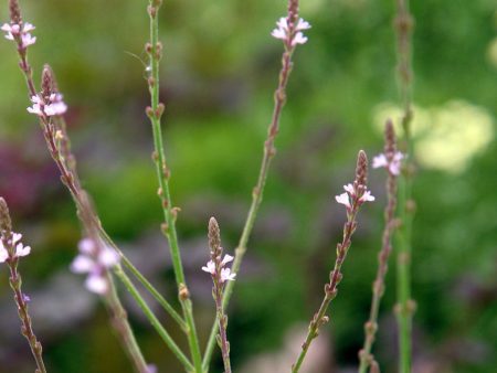 Verbena officinalis Discount