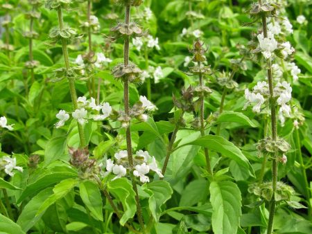 Ocimum x africanum For Sale