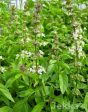 Ocimum x africanum For Sale