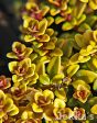 Thymus pulegioides  Archers Gold  on Sale