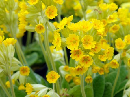 Primula veris Hot on Sale