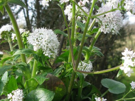 Valeriana jatamansii Supply