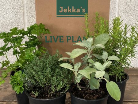 Jekka s Autumn Herb Box - 4 * 1 Ltr Herb Plants Supply