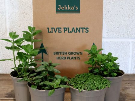 Jekka s Fresh Mint Collection - 4 * 1 Ltr Herb Plants Cheap