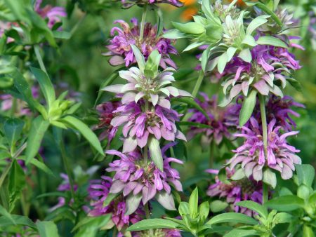 Monarda citriodora Sale