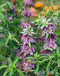 Monarda citriodora Sale