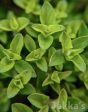 Origanum vulgare  Acorn Bank  For Discount