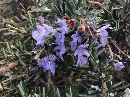 Salvia rosmarinus (Prostratus Group)  Whitewater Silver  Online now