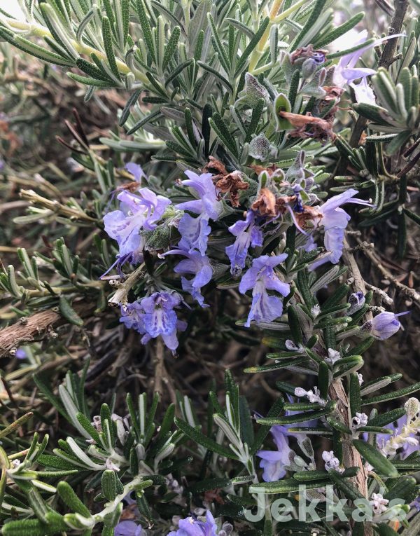 Salvia rosmarinus (Prostratus Group)  Whitewater Silver  Online now