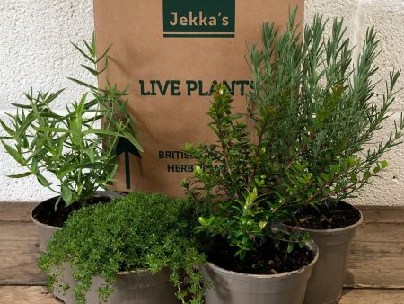 Jekka s Perennial Collection - 4 * 1 Ltr Herb Plants Fashion