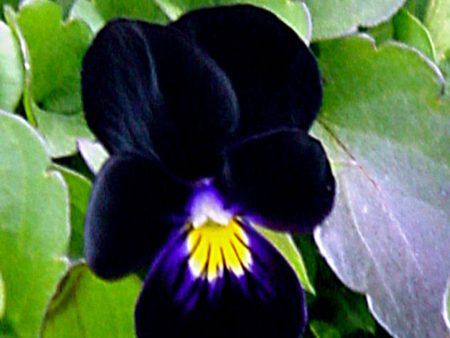 Viola ‘Back to Black’ Discount