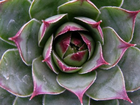 Sempervivum tectorum Online Sale