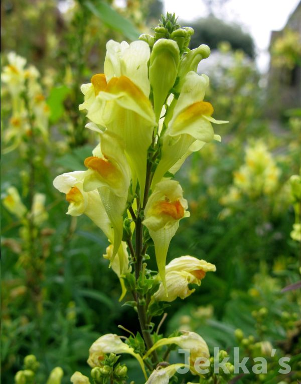 Linaria vulgaris Discount