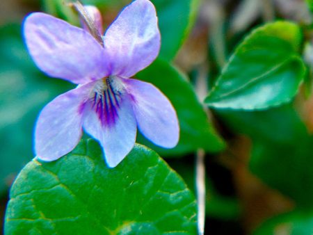 Viola riviniana Purpurea Group Sale