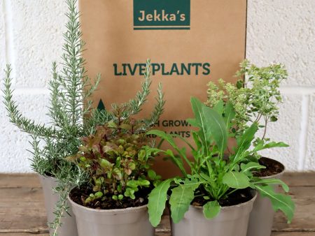 Jekka s Summer Culinary Collection - 4 * 1 Ltr Herb Plants For Discount