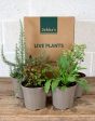 Jekka s Summer Culinary Collection - 4 * 1 Ltr Herb Plants For Discount