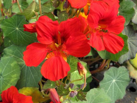 Tropaeolum majus  Empress of India  Online now