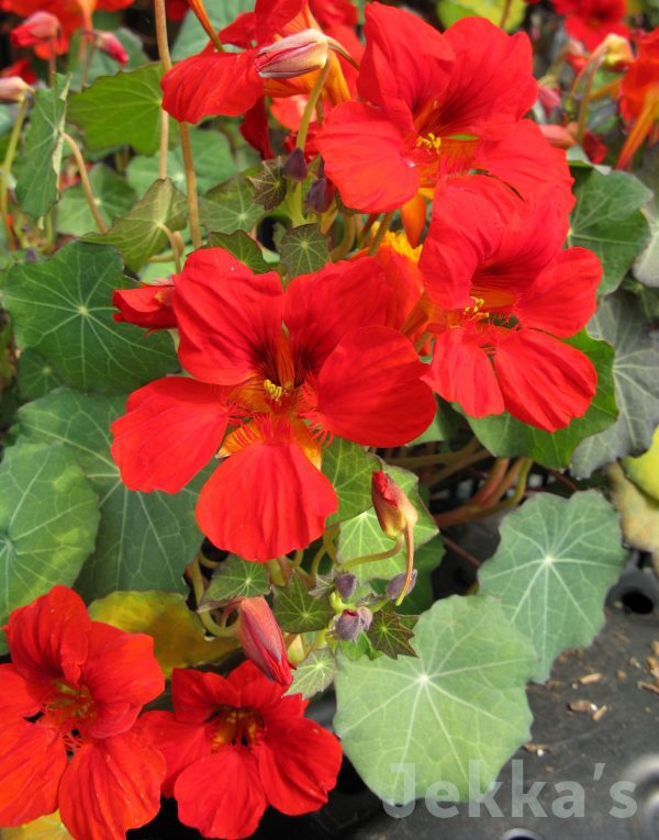 Tropaeolum majus  Empress of India  Online now