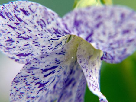 Viola soraria  Freckles  For Sale