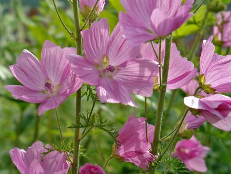 Malva moschata Online now