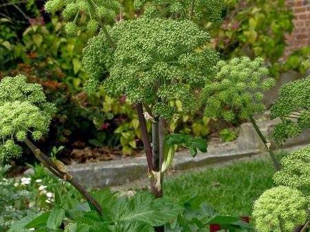 Angelica archangelica Online Sale