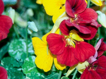 Tropaeolum majus Alaska Series Online Hot Sale