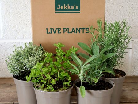 Jekka s Summer Essentials Collection - 4 * 1 Ltr Herb Plants Sale