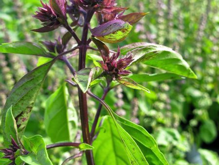 Ocimum basilicum  Horapha  Online Hot Sale