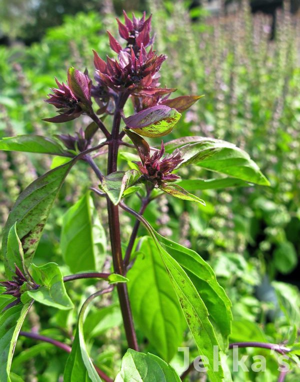 Ocimum basilicum  Horapha  Online Hot Sale