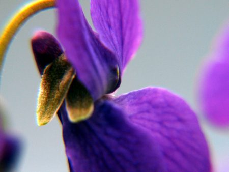 Viola odorata Online Sale