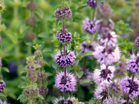 Mentha pulegium  Upright  For Cheap