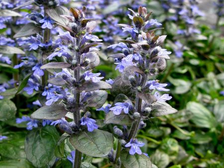 Ajuga reptans  Atropurpurea  Cheap