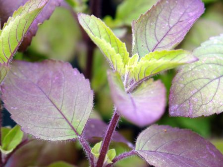 Ocimum tenuiflorum Supply