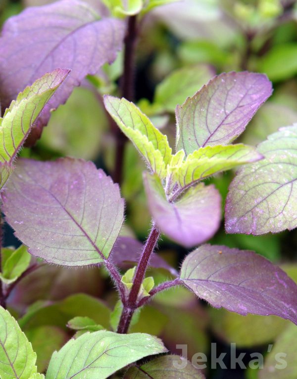 Ocimum tenuiflorum Supply