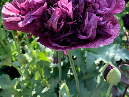 Papaver (Paeoniiflorum Group)   Jekka s Purple  For Cheap