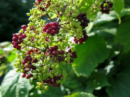 Aralia racemosa Online now