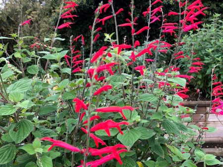 Salvia elegans  Tangerine  Supply