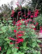 Salvia elegans  Tangerine  Supply