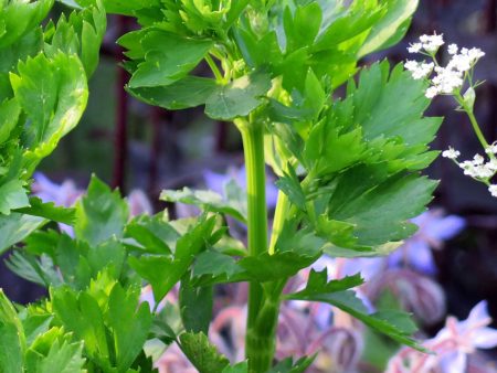 Apium graveolens Fashion