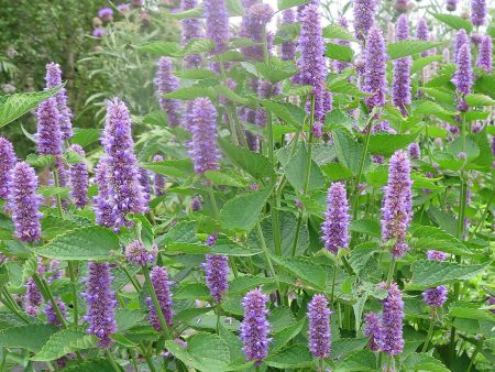 Agastache rugosa Hot on Sale