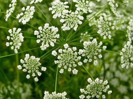 Ammi majus on Sale